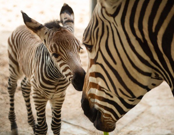 animal kingdom baby zebra